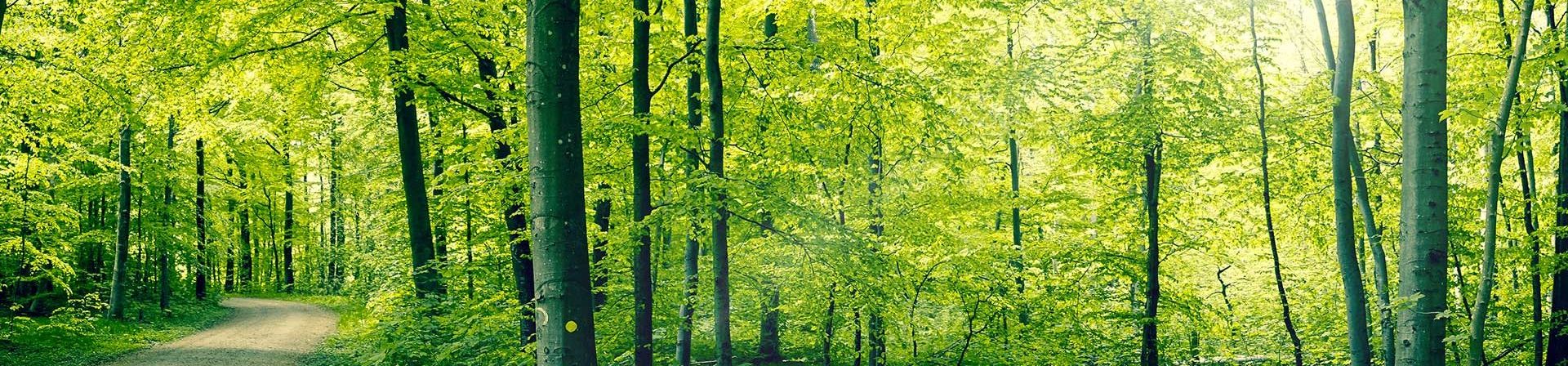Traumatherapie mit EMDR und Brainspotting in Berlin