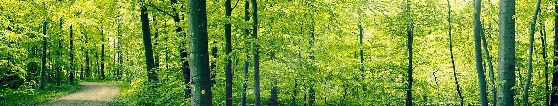 Traumatherapie mit EMDR und Brainspotting in Berlin